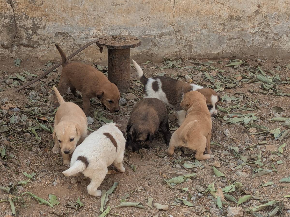 A litter of indie puppies exploring outdoors in Hyderabad