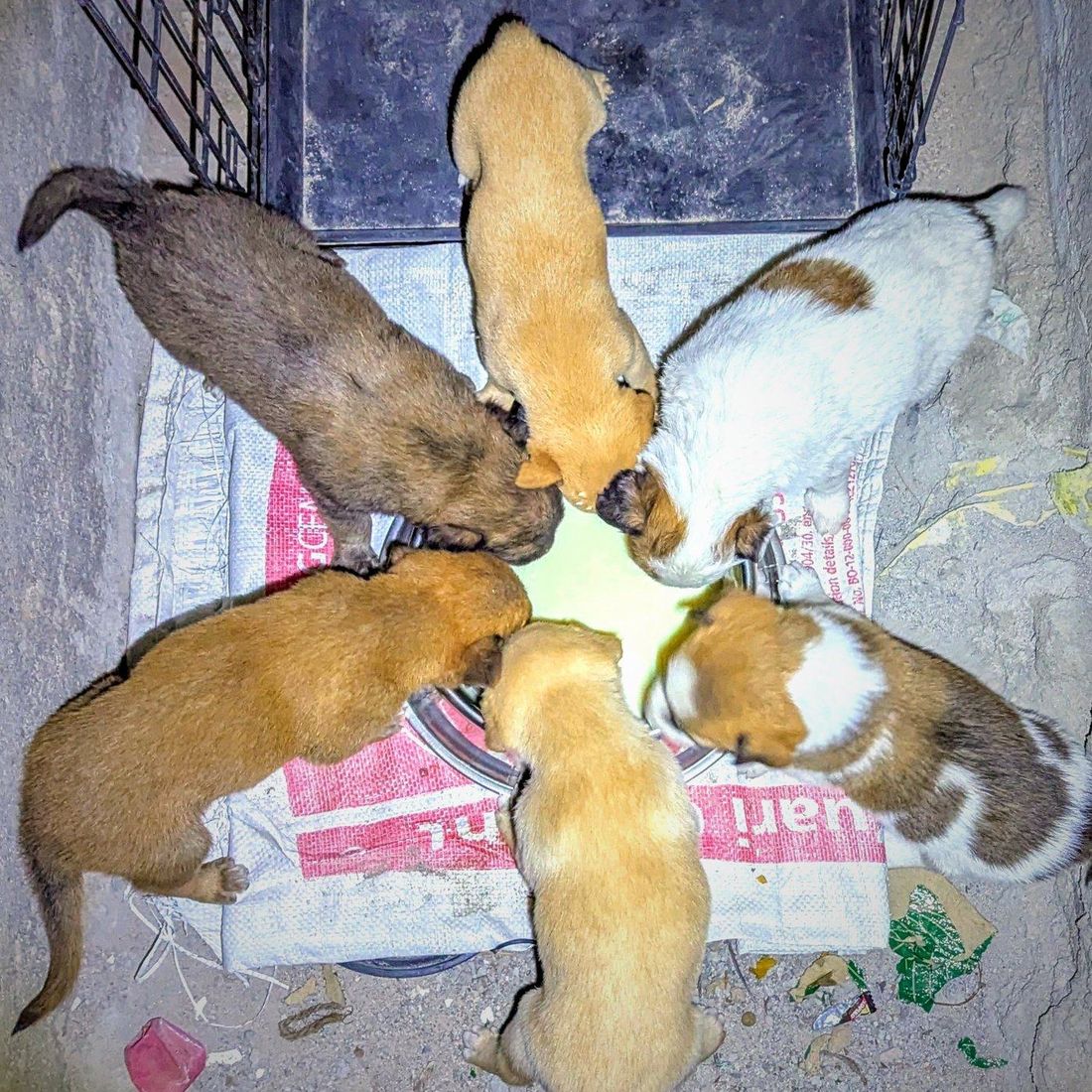 A litter of indie puppies gathered around a feeding bowl