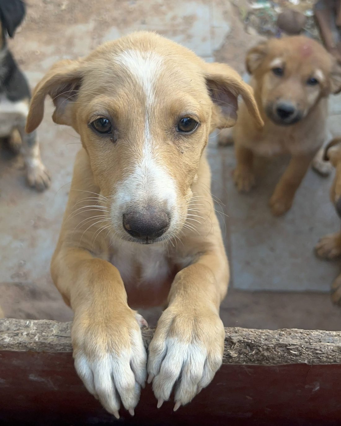 An indie puppy looking at the camera, paws up on a wooden beam